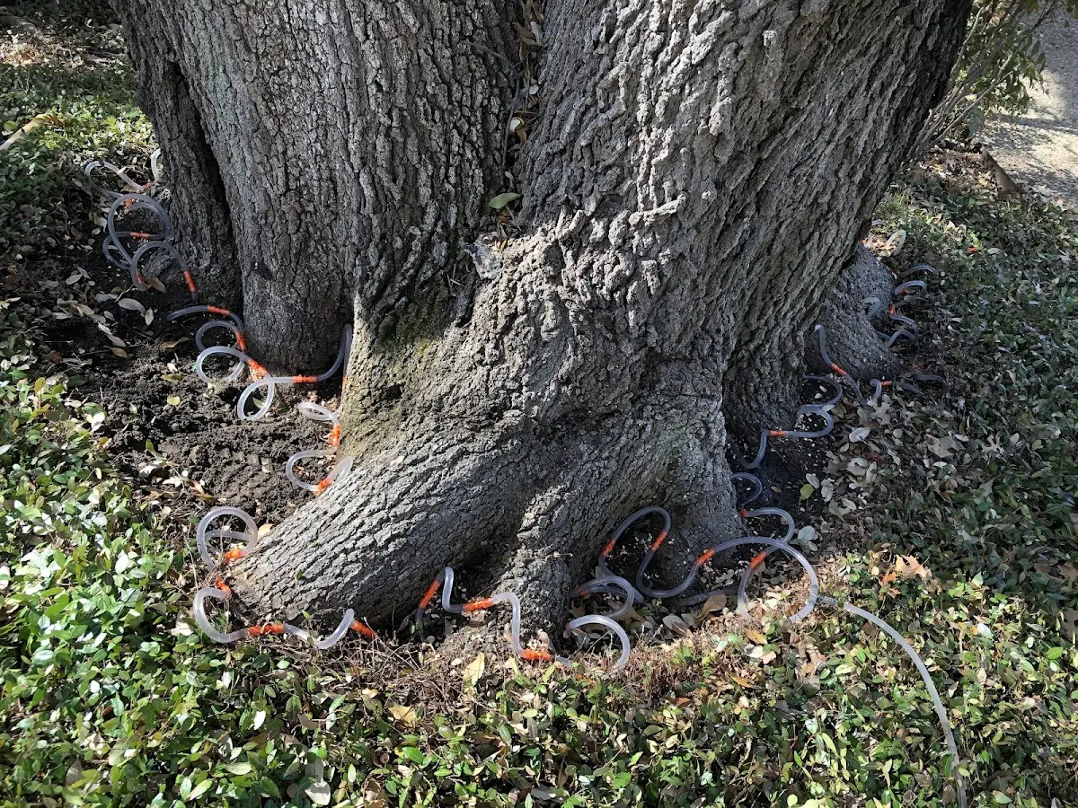 Detailed Tree Cabling and Bracing job site in Rochelle Park