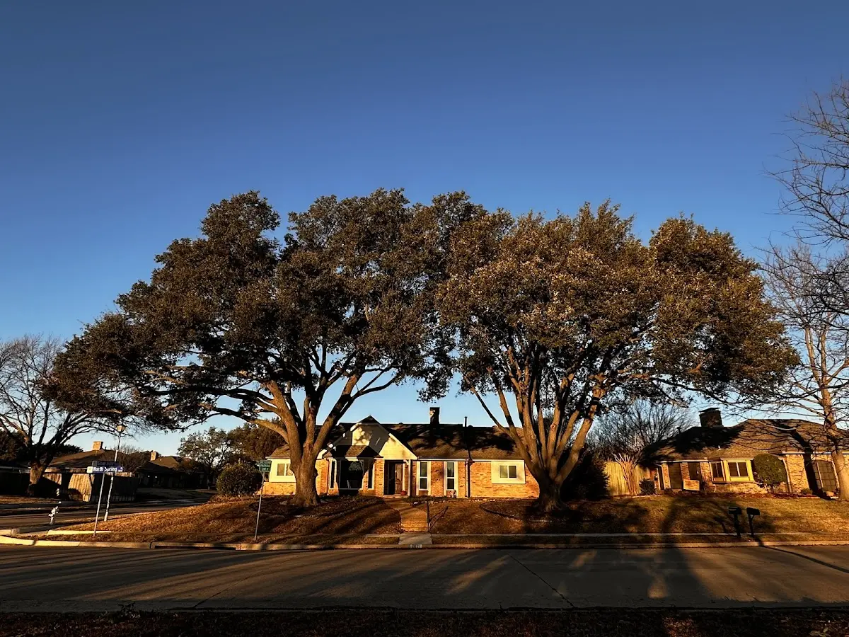 Established residential canopy tree shading a home in Rochelle Park